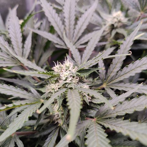 Fast Eddy Automatic growlog timeline photo