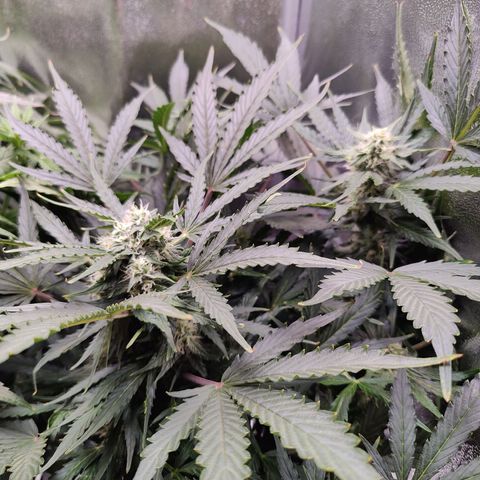 Fast Eddy Automatic growlog timeline photo