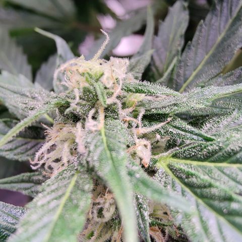 Fast Eddy Automatic growlog timeline photo