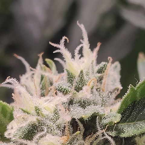 Fast Eddy Automatic growlog timeline photo