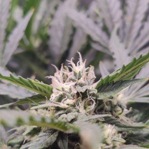 Fast Eddy Automatic growlog timeline photo
