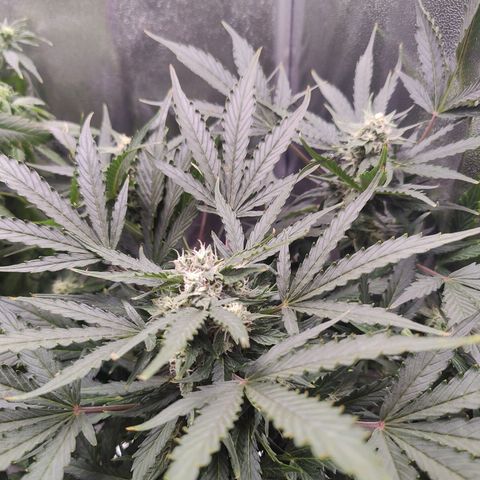 Fast Eddy Automatic growlog timeline photo