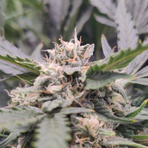 Fast Eddy Automatic growlog timeline photo