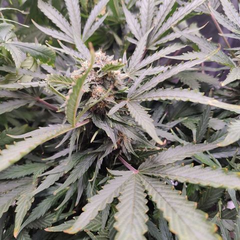 Fast Eddy Automatic growlog timeline photo