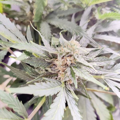 Fast Eddy Automatic growlog timeline photo