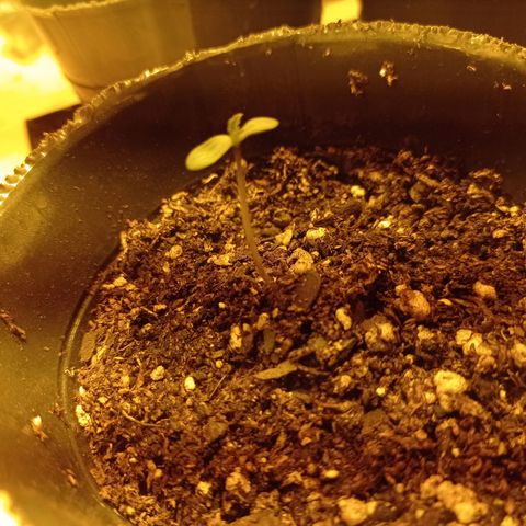 River Haze growlog timeline photo