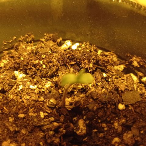 River Haze growlog timeline photo