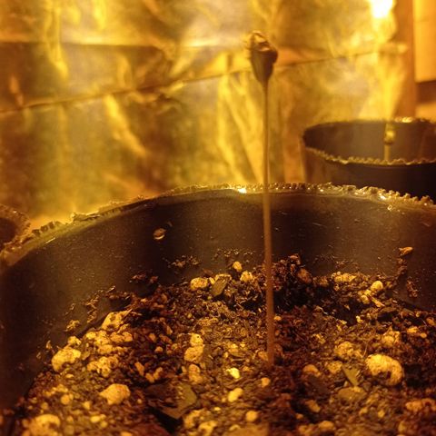 River Haze growlog timeline photo