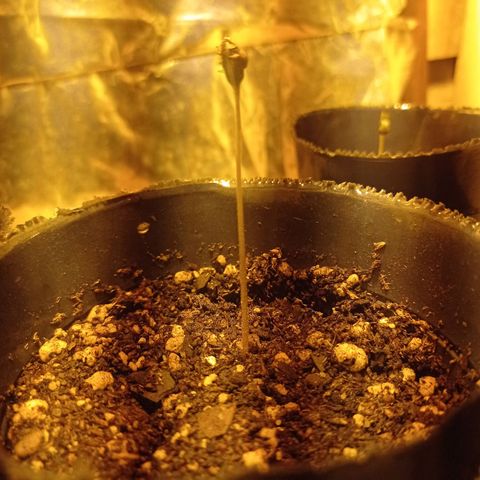 River Haze growlog timeline photo