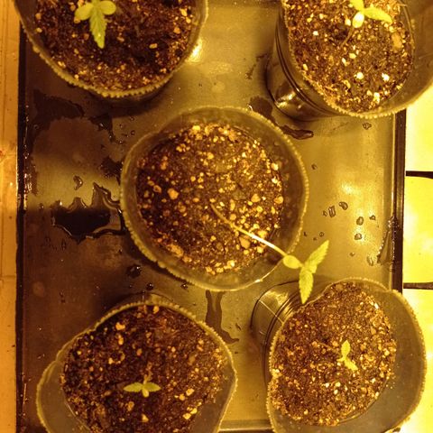 River Haze growlog timeline photo
