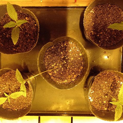 River Haze growlog timeline photo