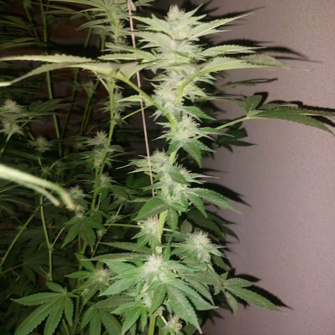 Gmo growlog timeline photo