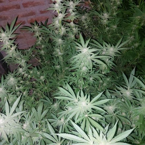 Gmo growlog timeline photo