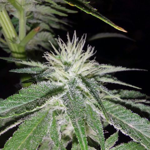 Gmo growlog timeline photo