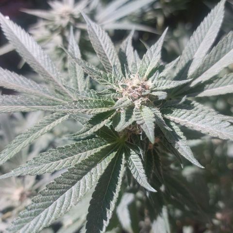 Gmo growlog timeline photo