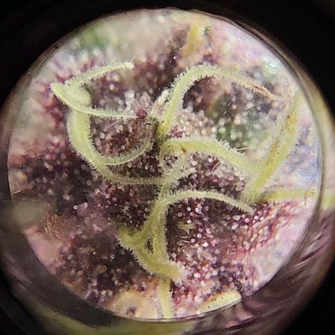 Gmo growlog timeline photo