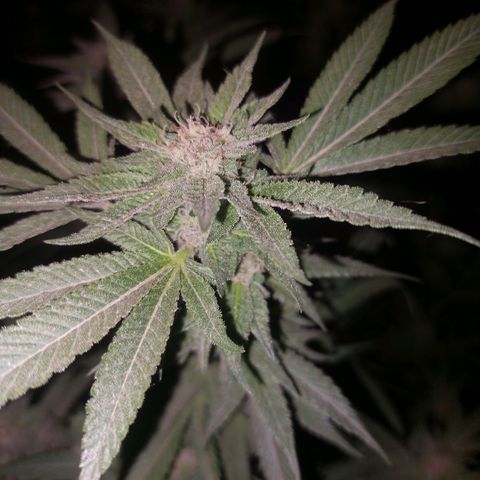 Gmo growlog timeline photo