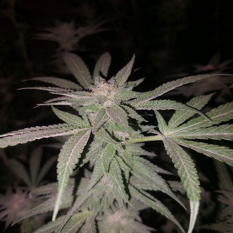 Gmo growlog timeline photo