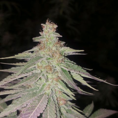 Gmo growlog timeline photo