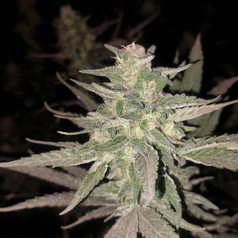 Gmo growlog timeline photo