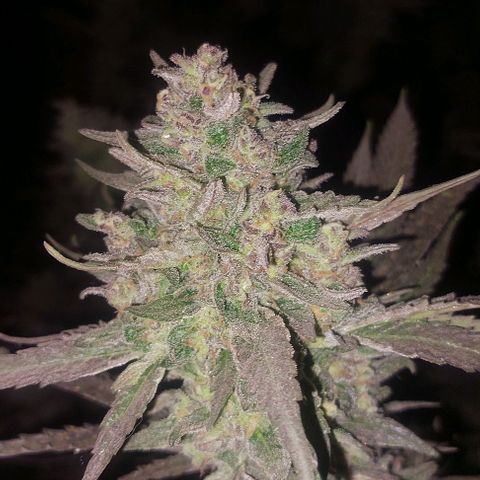 Gmo growlog timeline photo