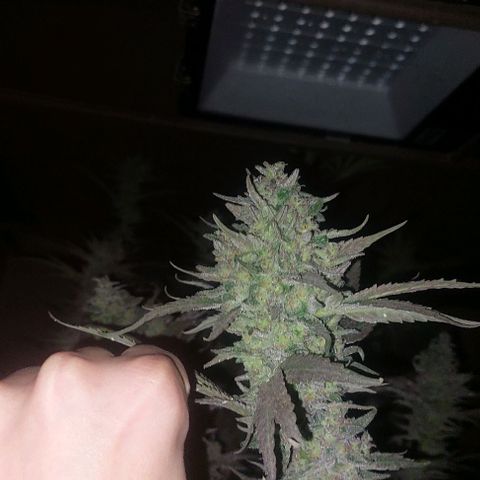 Gmo growlog timeline photo