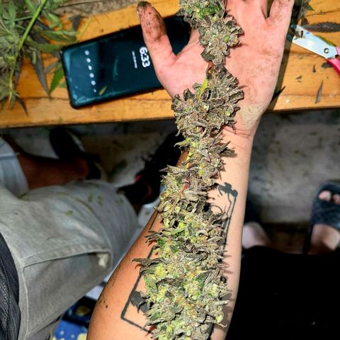 Gmo growlog timeline photo