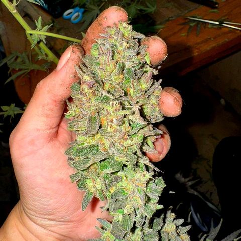 Gmo growlog timeline photo