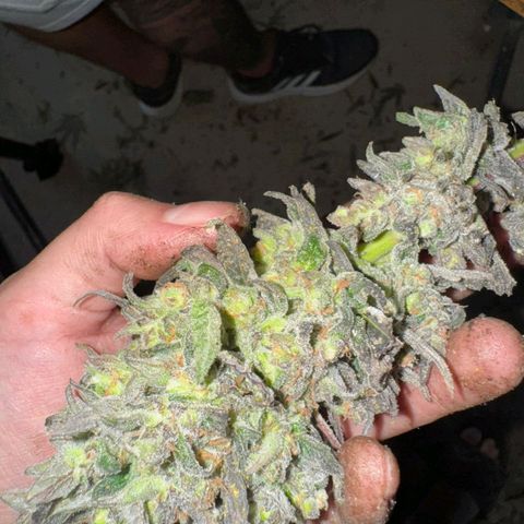 Gmo growlog timeline photo