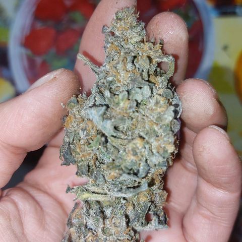 Gmo growlog timeline photo