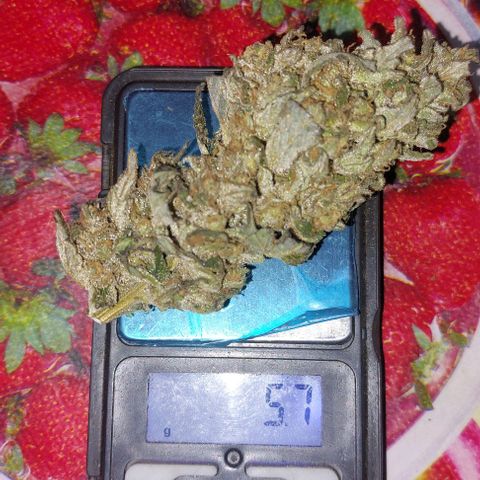 Gmo growlog timeline photo