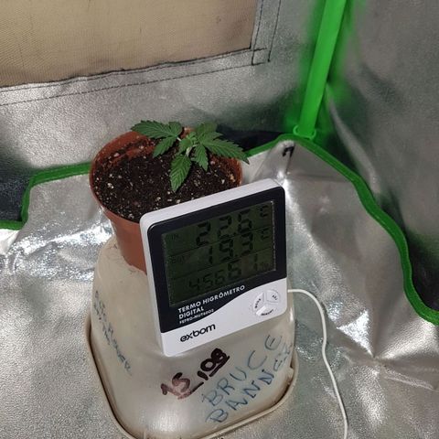 BANNER  growlog photo: Já apresenta segunda e terceira ramificação, ainda possui ticolédones no caule principal 