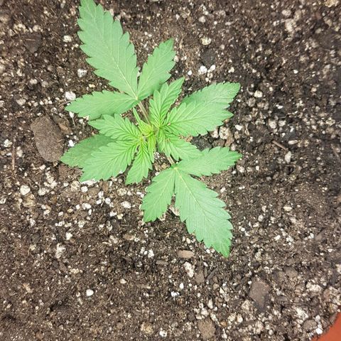 BANNER  growlog photo: Vega 