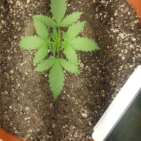 BANNER  growlog timeline photo