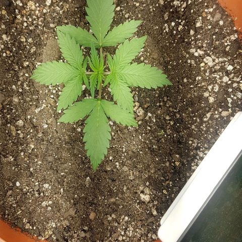 BANNER  growlog timeline photo