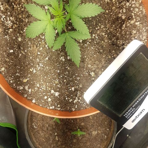 BANNER  growlog timeline photo