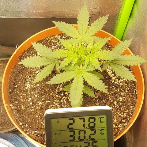 BANNER  growlog timeline photo