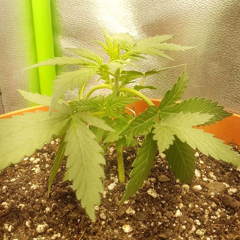 BANNER  growlog photo: Treining