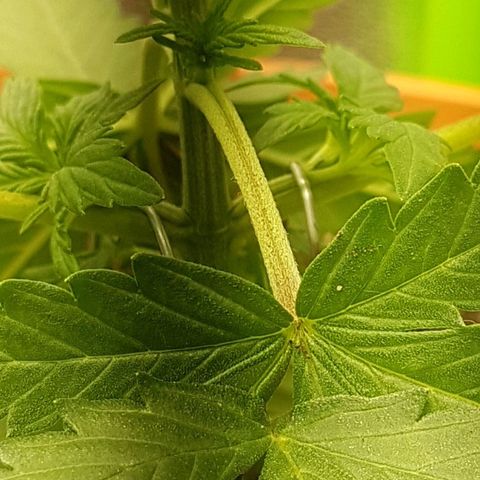BANNER  growlog photo: Training 
