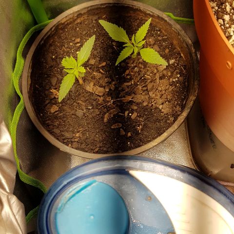 BANNER  growlog timeline photo