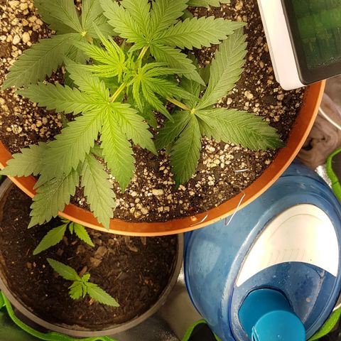 BANNER  growlog timeline photo