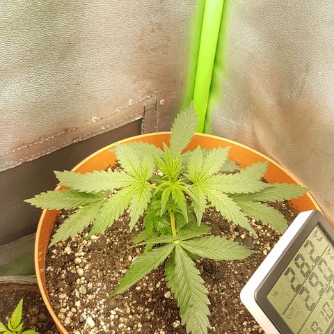 BANNER  growlog timeline photo