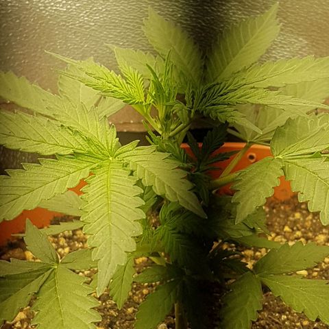BANNER  growlog photo: Iniciando pré floração