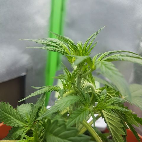 BANNER  growlog photo: Iniciando pré floração
