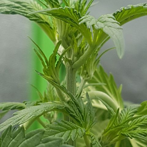 BANNER  growlog photo: Iniciando pré floração