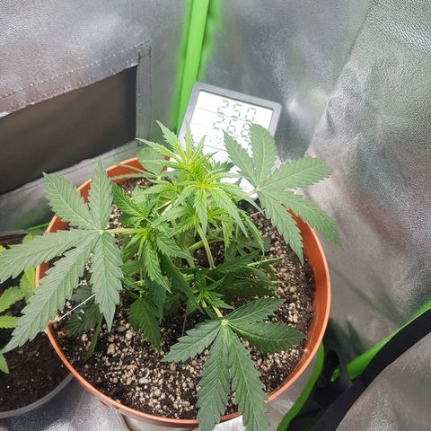 BANNER  growlog photo: Iniciando pré floração