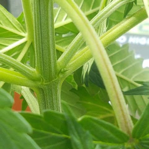 BANNER  growlog photo: Iniciando pré floração