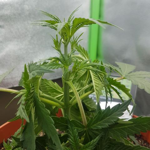 BANNER  growlog photo: Iniciando pré floração