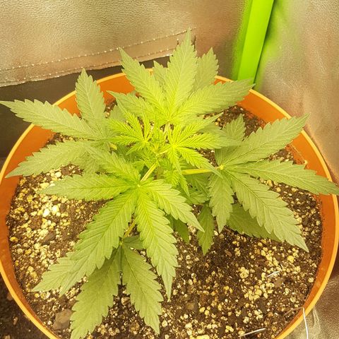 BANNER  growlog photo: Iniciando pré floração