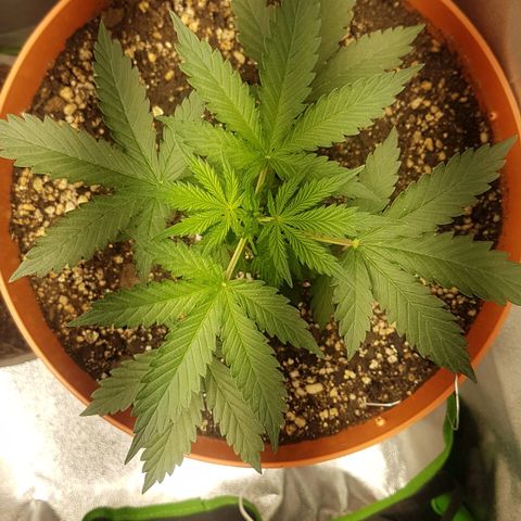 BANNER  growlog photo: Iniciando pré floração